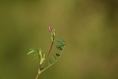BUITEN BEELD Foto: 438482