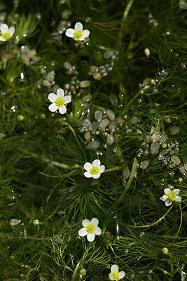 BUITEN BEELD Foto: 438484