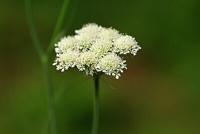 BUITEN BEELD Foto: 438485