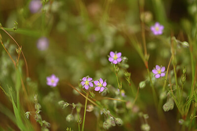 BUITEN BEELD Foto: 438486