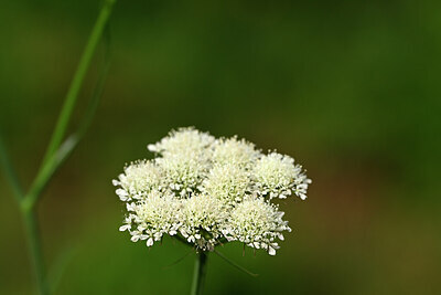 BUITEN BEELD Foto: 438487