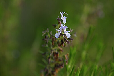 BUITEN BEELD Foto: 438488
