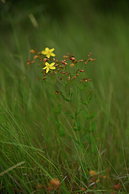 BUITEN BEELD Foto: 438493