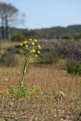 BUITEN BEELD Foto: 438494