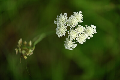 BUITEN BEELD Foto: 438497