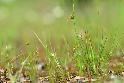 BUITEN BEELD Foto: 438499