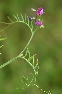 BUITEN BEELD Foto: 438502