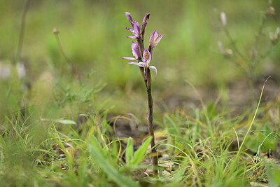 BUITEN BEELD Foto: 438504