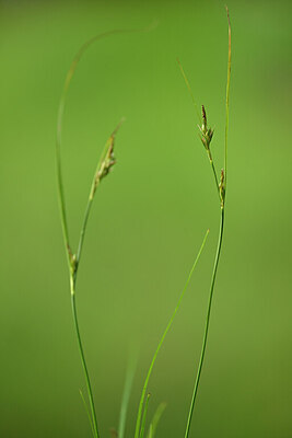 BUITEN BEELD Foto: 438505