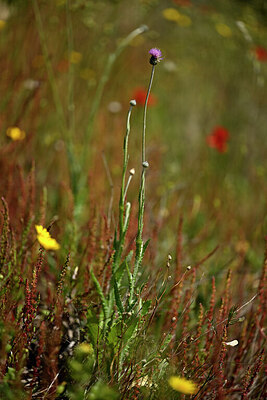 BUITEN BEELD Foto: 438506