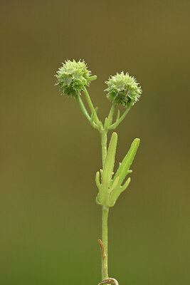 BUITEN BEELD Foto: 438507