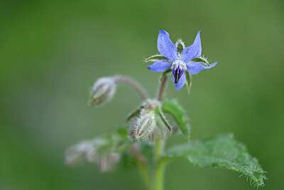 BUITEN BEELD Foto: 438510