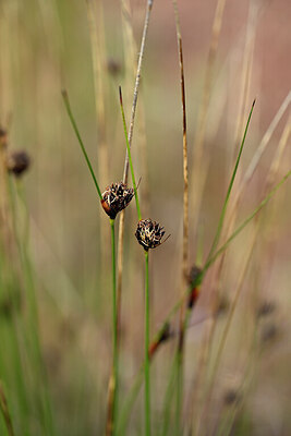 BUITEN BEELD Foto: 438513