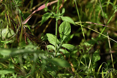 BUITEN BEELD Foto: 438521