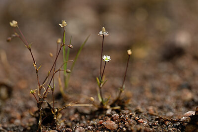 BUITEN BEELD Foto: 438527