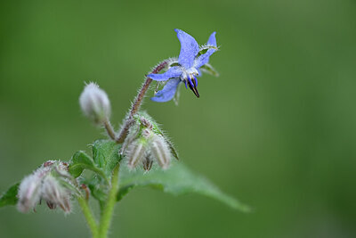 BUITEN BEELD Foto: 438529