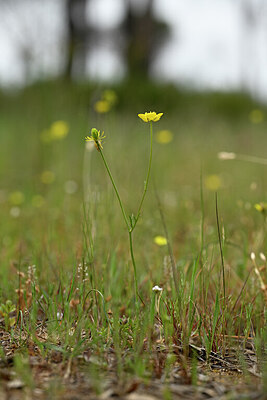BUITEN BEELD Foto: 438530
