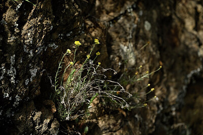 BUITEN BEELD Foto: 438531