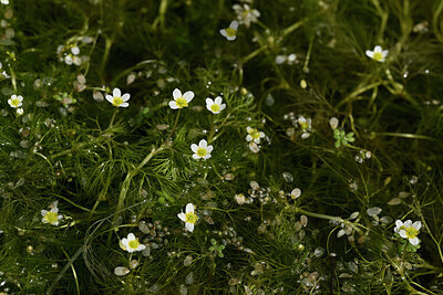 BUITEN BEELD Foto: 438533