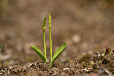 BUITEN BEELD Foto: 438536