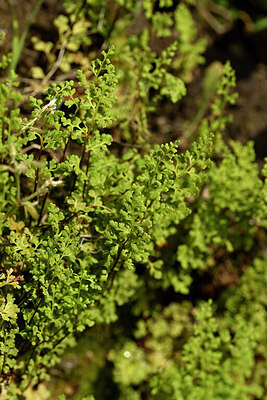 BUITEN BEELD Foto: 438537