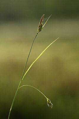 BUITEN BEELD Foto: 438540