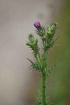 BUITEN BEELD Foto: 438547