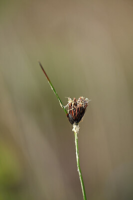 BUITEN BEELD Foto: 438549