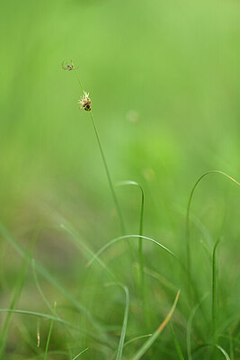 BUITEN BEELD Foto: 438551