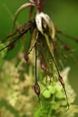 BUITEN BEELD Foto: 438552