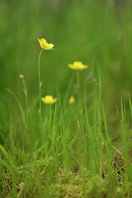 BUITEN BEELD Foto: 438553