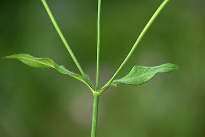 BUITEN BEELD Foto: 438554