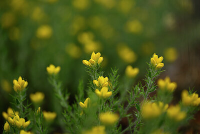 BUITEN BEELD Foto: 438562