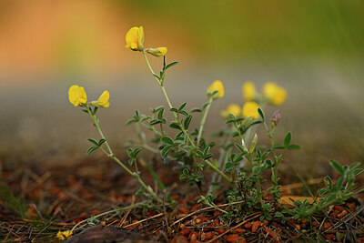 BUITEN BEELD Foto: 438563