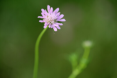 BUITEN BEELD Foto: 438564