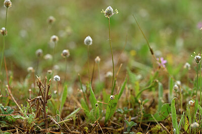 BUITEN BEELD Foto: 438568