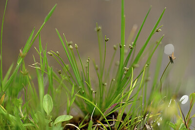 BUITEN BEELD Foto: 438572