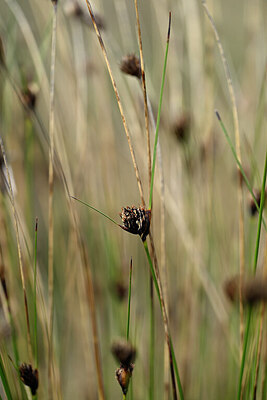 BUITEN BEELD Foto: 438573