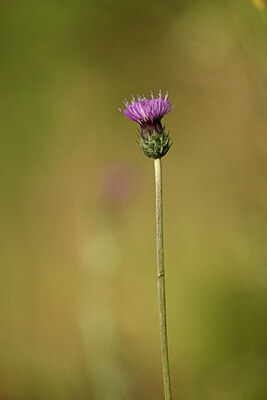BUITEN BEELD Foto: 438577