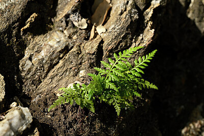 BUITEN BEELD Foto: 438579