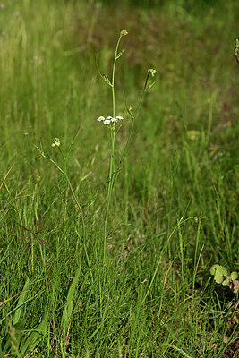 BUITEN BEELD Foto: 438582