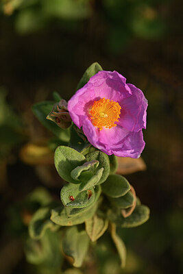 BUITEN BEELD Foto: 438583