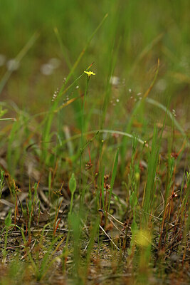 BUITEN BEELD Foto: 438585