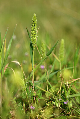 BUITEN BEELD Foto: 438586