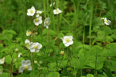 BUITEN BEELD Foto: 438590