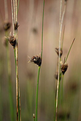 BUITEN BEELD Foto: 438591