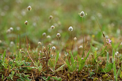 BUITEN BEELD Foto: 438592