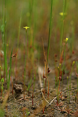 BUITEN BEELD Foto: 438593