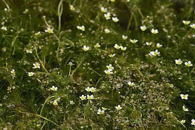 BUITEN BEELD Foto: 438594