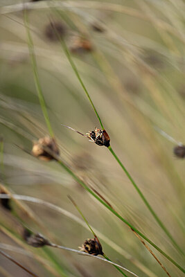 BUITEN BEELD Foto: 438595